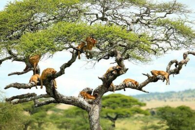 Tanzania Wildlife Encounters – 6 Days