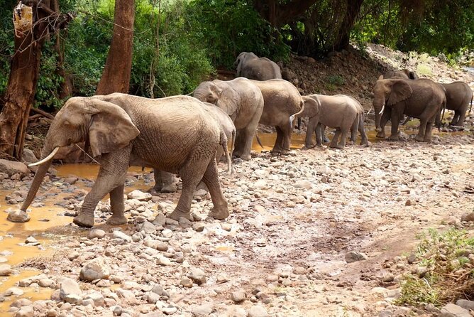 Tanzania Wildlife Encounters - 6 Days - Day 4: The main Serengeti game-drive day