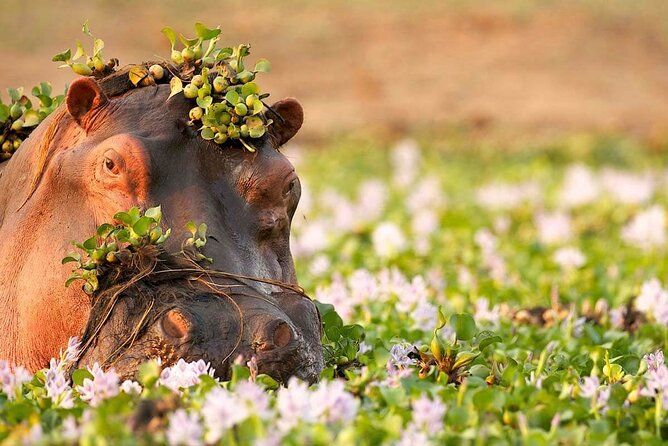 Tanzania Wildlife Encounters - 6 Days - Day 5: One last Serengeti morning, then Ngorongoro