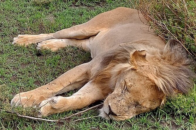 Tanzania Wildlife Safari Budget Camping - Day 3: Oldupai Gorge and the first Serengeti drive