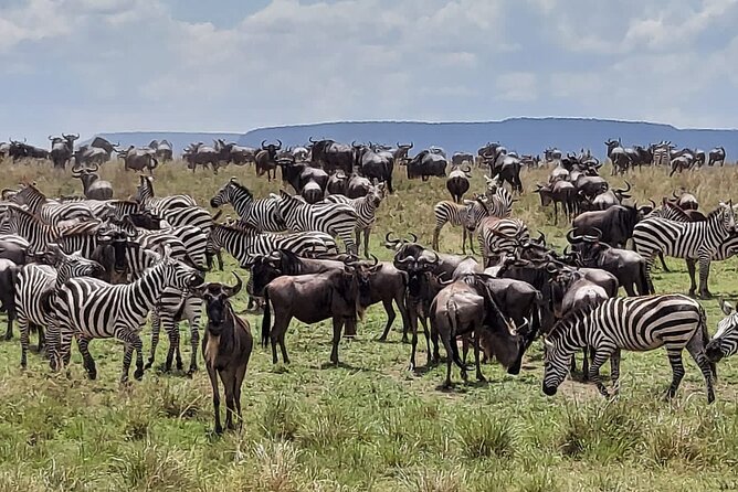 Tanzania Wildlife Safari Budget Camping - Day 2: Lake Manyara’s birds, forest, and open plains