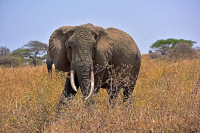 Tarangire Day Tour - Key things to know before you book