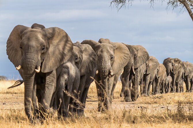 Tarangire National Park and Maasai Village Safari Tour - Key points to know before booking