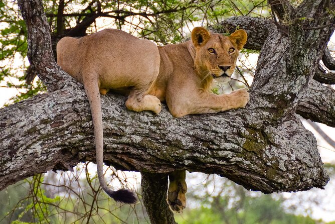 Tarangire National Park and Maasai Village Safari Tour - One hour at Mbuyuni Maasai village