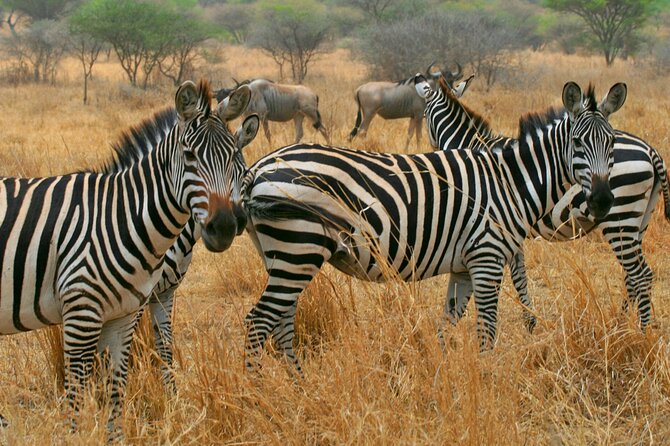 Tarangire National Park and Maasai Village Safari Tour - Who will enjoy this day most?