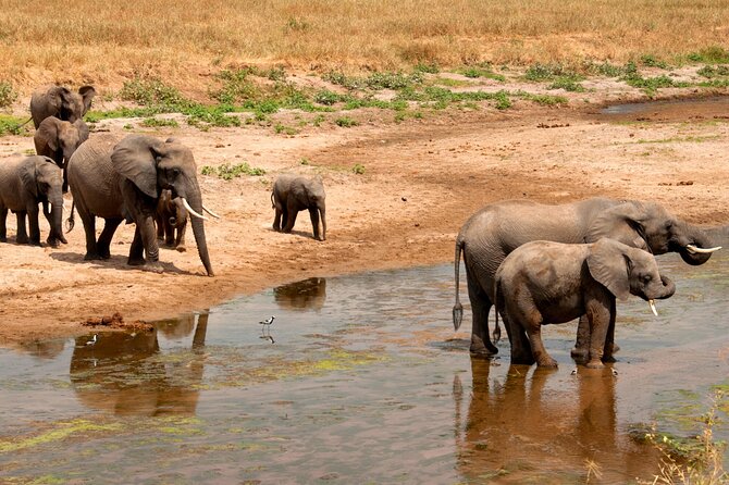 Tarangire National Park and Maasai Village Safari Tour - Should you book Tarangire and Mbuyuni?