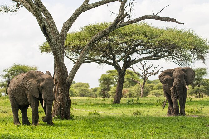 Tarangire National Park and Maasai Village Safari Tour - Why Tarangire works for a one-day safari
