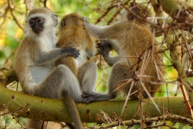 tarangire & ngorongoro 2 days tour - The guide can make or break a short safari