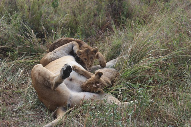 Tarangire -Serengeti & Ngorongoro Crater Budget camping safari - Day four: down into Ngorongoro Crater