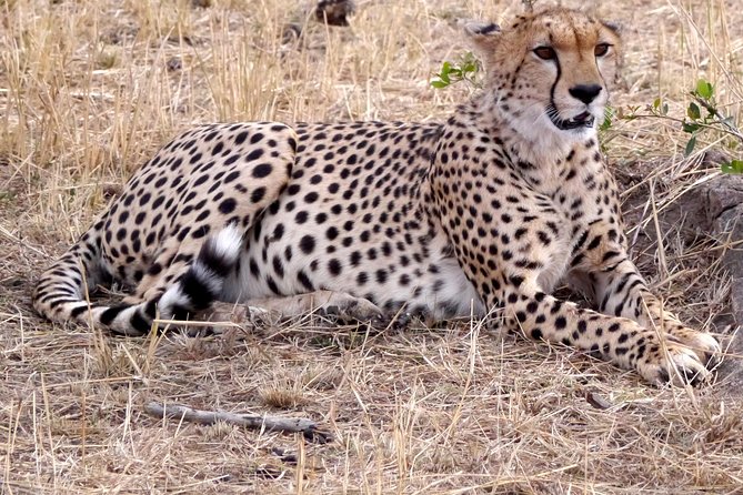 Tarangire -Serengeti & Ngorongoro Crater Budget camping safari - Camping, meals, and the pace of the route