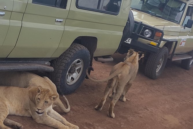 Tarangire -Serengeti & Ngorongoro Crater Budget camping safari - Who gets the best value from this safari?