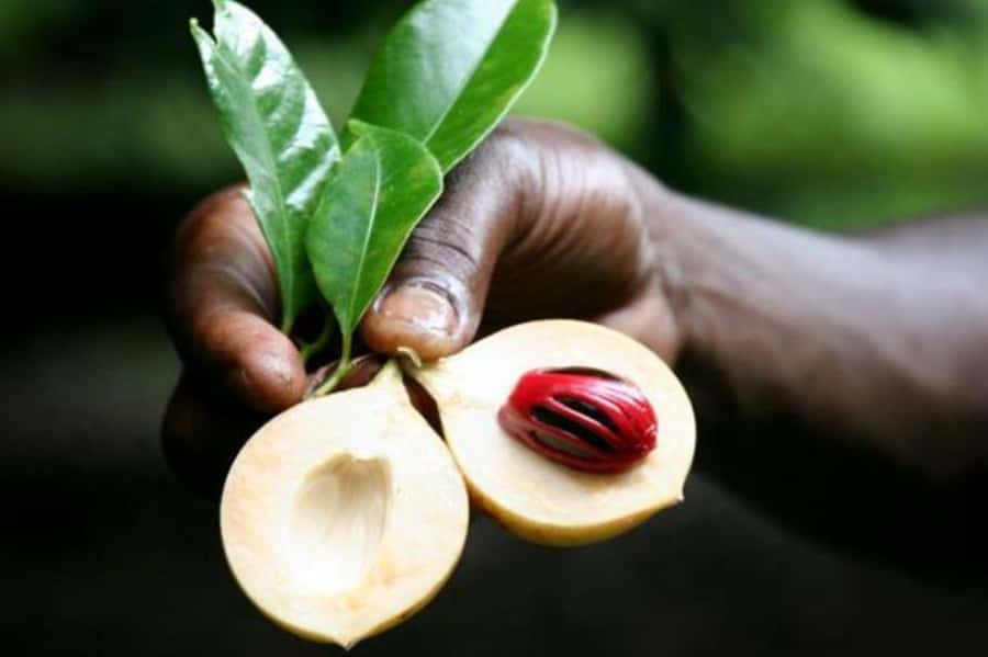 Tea House, Zanzibar Coffee House, Spice Tour with Lunch - Guide languages and the private format