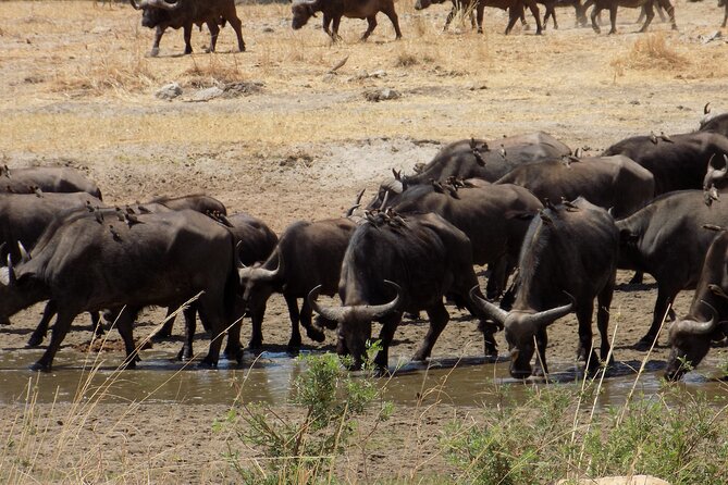 The Amaizing Private Day Trip to the lovely Arusha National Park - Momela Lakes and seasonal flamingoes