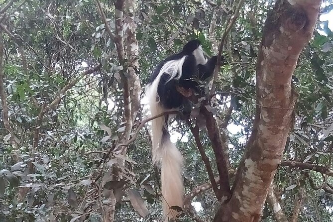 The Amaizing Private Day Trip to the lovely Arusha National Park - What the private format changes