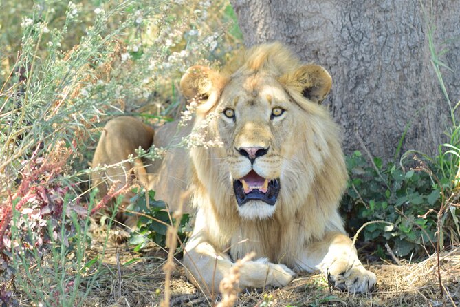 The Best 4 Days 3-Night Tanzania Private Luxury Big-5 Safari Tour - Day 4: Descending into Ngorongoro Crater