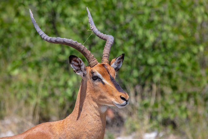 The Best 4 Days 3-Night Tanzania Private Luxury Big-5 Safari Tour - Lodges, meals, and what the price covers