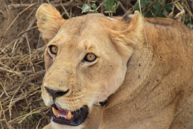 The Best 4 Days Serengeti & Ngorongoro Private Mid-range Safari - What this four-day route does well