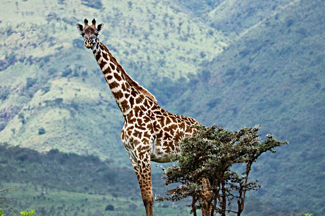 The Best 4 Days Serengeti & Ngorongoro Private Mid-range Safari - Meals, lodging, and what the price covers