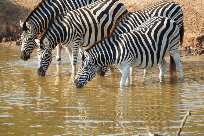 The Best 4 Days Serengeti & Ngorongoro Private Mid-range Safari - Day 2: A full day across the Serengeti plains