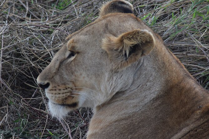 The Best and Most Affordable 4-Day Tanzania Budget Private Safari - Day Two: Eight Hours on the Serengeti Plains
