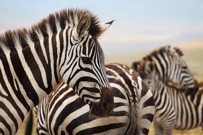 The best Selous 1 day safari from Zanzibar - Why this Zanzibar safari makes sense
