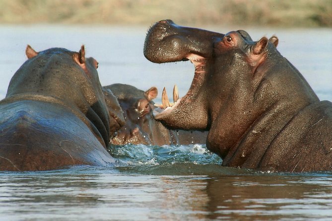 The best Selous 1 day safari from Zanzibar - Landing at Mtemere and entering Nyerere