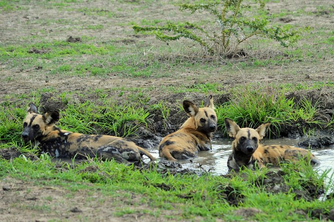 The best Selous 1 day safari from Zanzibar - The return flight and hotel drop-off