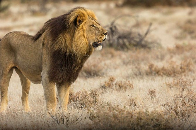 The best Selous 1 day safari from Zanzibar - How good is the guiding?