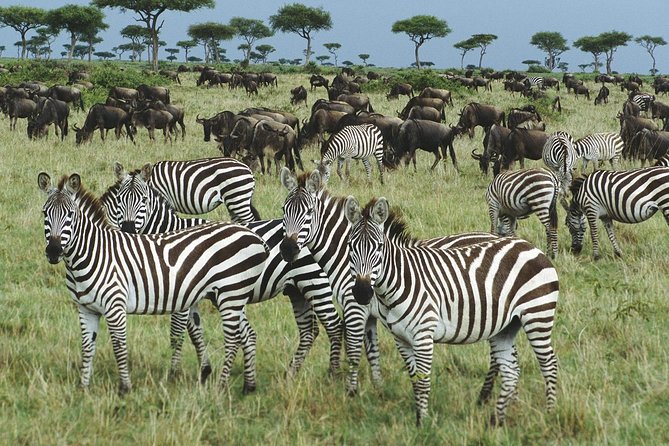 The best Selous 1 day safari from Zanzibar - Dry season or rainy season?
