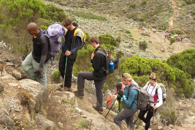 The Best & Unique Kilimanjaro Hiking tour 7 days Machame route - Day 2: Machame Camp to Shira 2 Camp