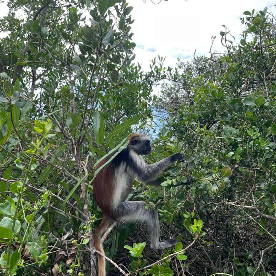 THE GREEN TOUR: Jozani Forest & Mangrove Kayaking Experience - Six details that shape the day