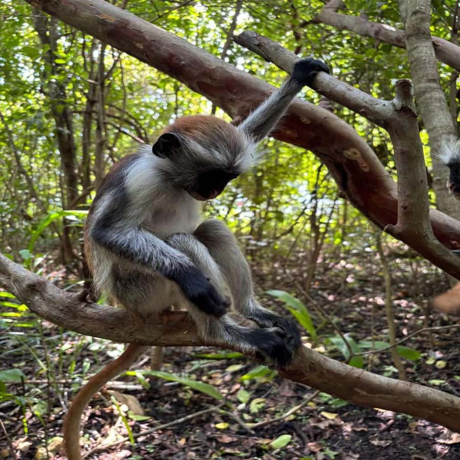 THE GREEN TOUR: Jozani Forest & Mangrove Kayaking Experience - Why this Zanzibar day trip feels different