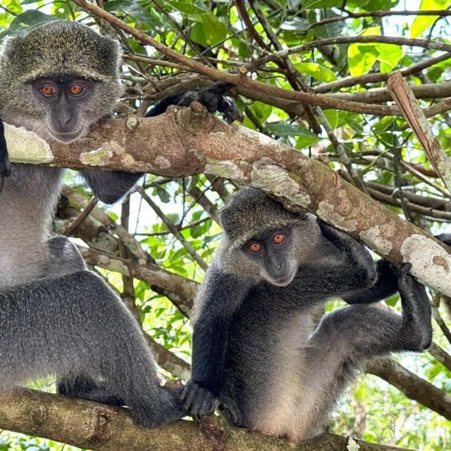 THE GREEN TOUR: Jozani Forest & Mangrove Kayaking Experience - A village visit near Uzi Island