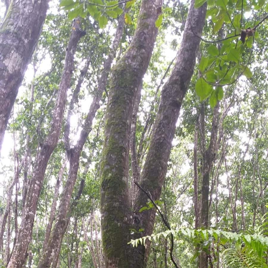 THE GREEN TOUR: Jozani Forest & Mangrove Kayaking Experience - Is $99 per person a fair price?
