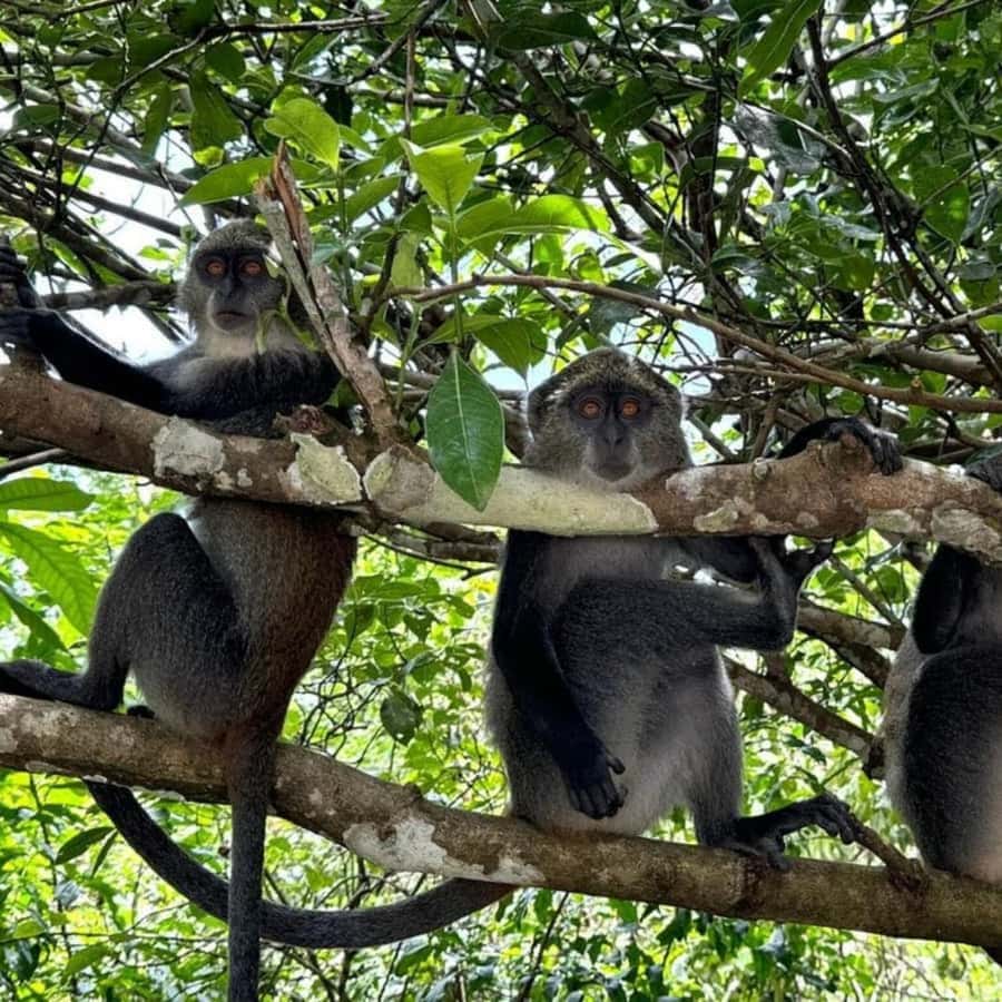 THE GREEN TOUR: Jozani Forest & Mangrove Kayaking Experience - Who should book this eco adventure?