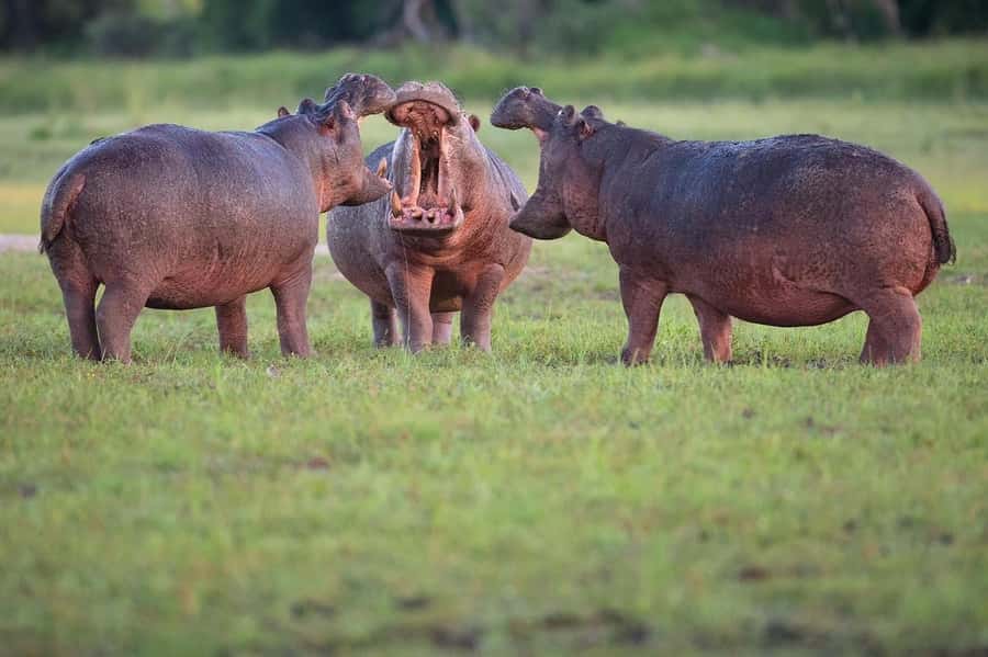 The smile safari tours. - A full game drive in Mikumi