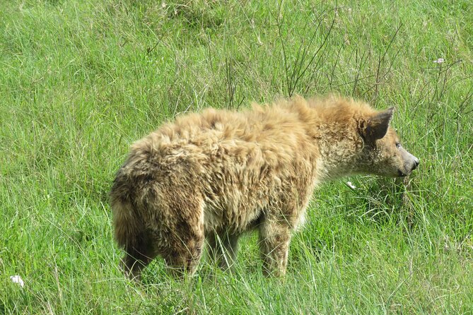 The World's Most Affordable 5-day Serengeti Budget Camping Safari - Why this route works from Arusha