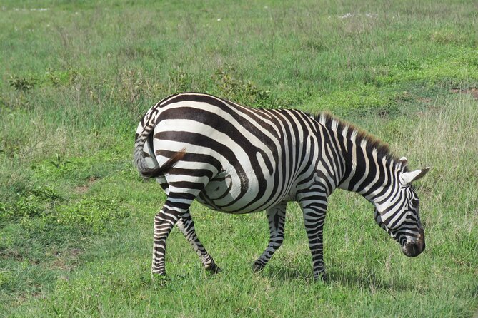 The World's Most Affordable 5-day Serengeti Budget Camping Safari - Day 2: The long transfer to Central Serengeti