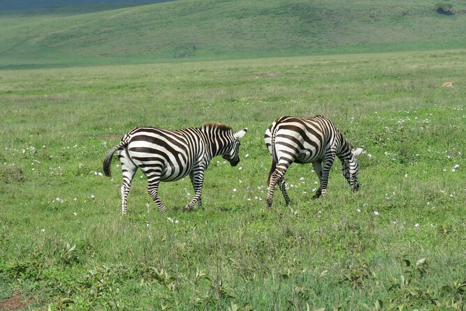 The World's Most Affordable 5-day Serengeti Budget Camping Safari - Day 3: A full day around Seronera