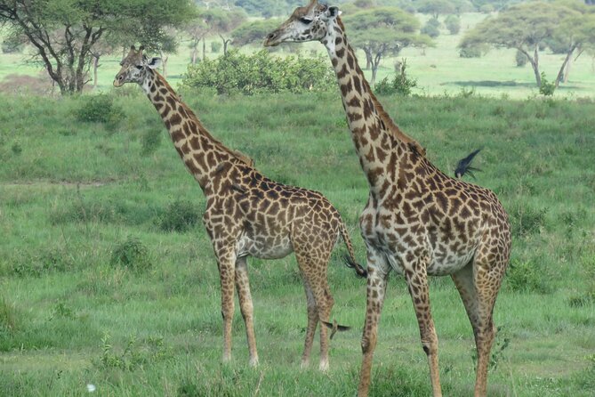 The World's Most Affordable 5-day Serengeti Budget Camping Safari - Day 4: Sunrise in the Serengeti, then Ngorongoro
