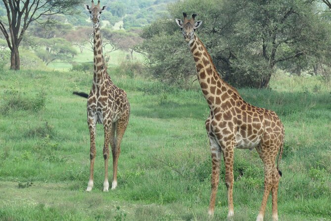 The World's Most Affordable 5-day Serengeti Budget Camping Safari - Food, guides, and the human side of the trip