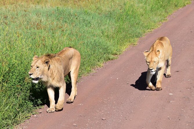 The World's Most Affordable 5-day Serengeti Budget Camping Safari - Day 1: Tarangire’s elephants and baobab country
