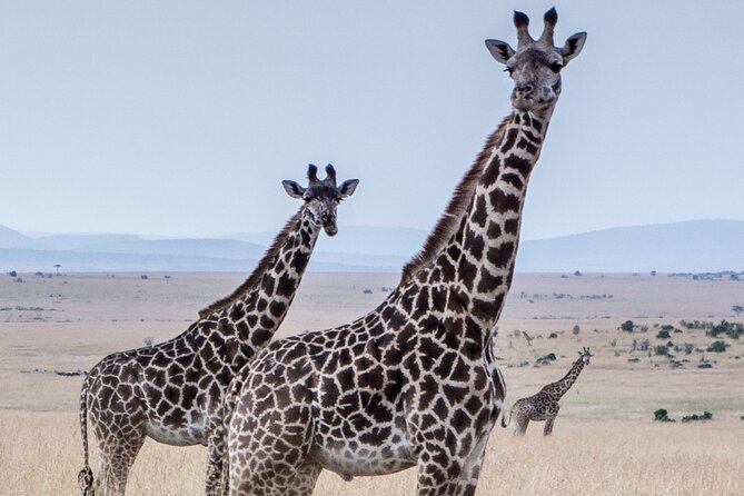 Three Days Ngorongoro crater, Lake Manyara and Taragire National Park (Joining) - What the $820 price gives you