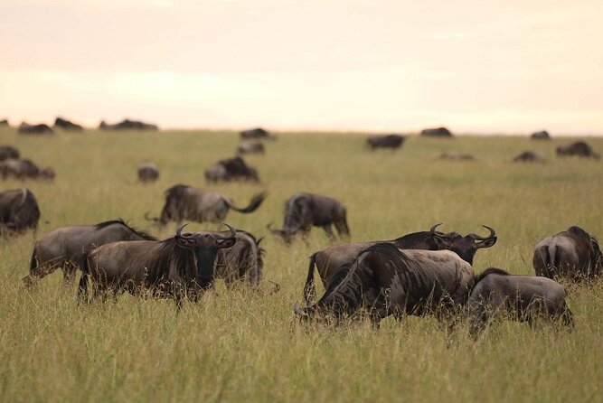 Top Best 5 Days Tanzania Luxury Safari to Serengeti - Day three: a full day in the Serengeti