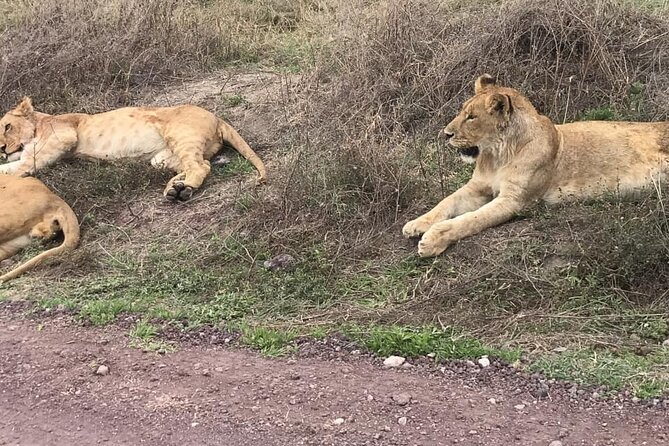 Top Best 5 Days Tanzania Luxury Safari to Serengeti - Day one: Tarangire’s elephants and baobab country