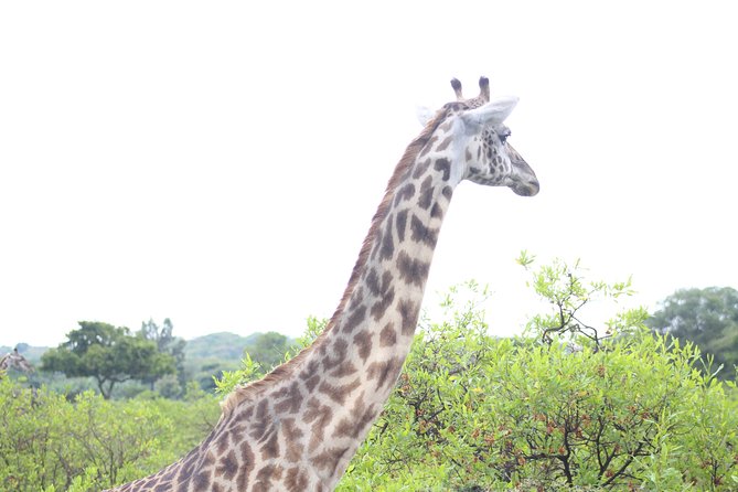 Tour at Arusha National Park - Momela Lakes bring color and wildlife together