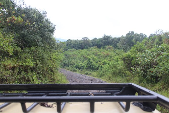 Tour at Arusha National Park - What the game drives are really like