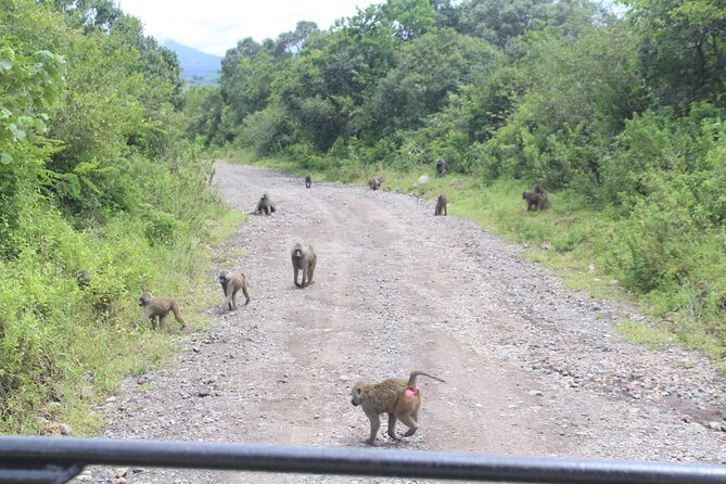 Tour at Arusha National Park - Mount Meru gives the park its character