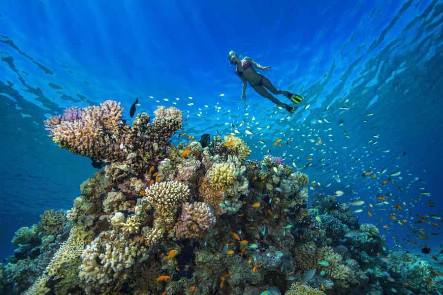 Tumbatu island snorkling tour : from Kendwa & Nungwi - From your hotel beach to the open water