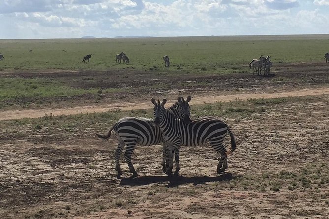 Ultimate Guide For The Best 4-Days Serengeti Safari in Tanzania - Key points to know before booking